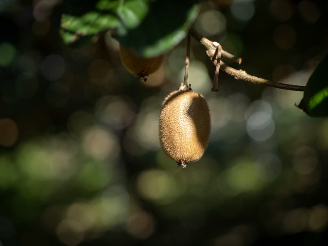 Gold Kiwis