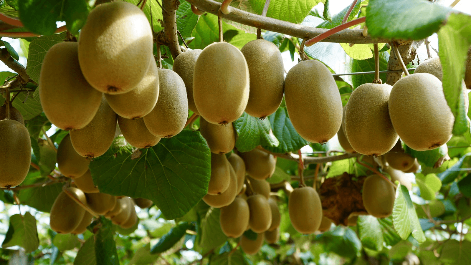 Saptabhume Kiwi Farm